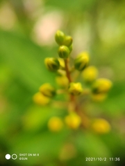 Galphimia glauca