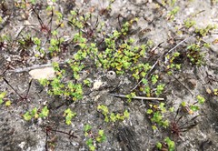 Hydrocotyle capillaris
