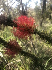 Melaleuca transversa