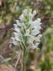 Habenaria roxburghii