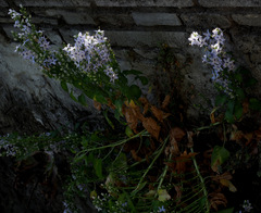 Campanula versicolor