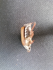 Melolontha pectoralis