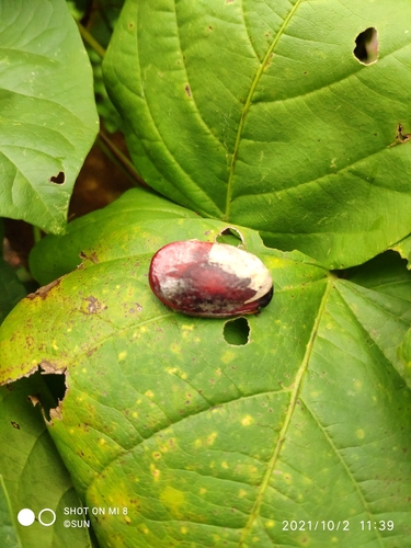 Foto de Feijão-de-porco