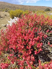 Hermannia grandiflora