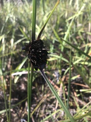 Mesomelaena tetragona