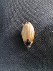 Melolontha pectoralis