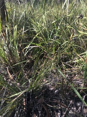 Mesomelaena tetragona