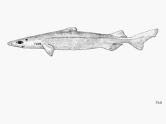 Roughskin Dogfish photo 2