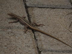 Platysaurus intermedius rhodesianus