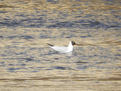 Chroicocephalus ridibundus