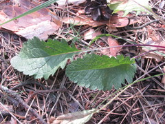 Jacobaea andrzejowskyi