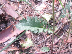 Jacobaea andrzejowskyi