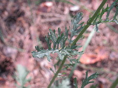 Jacobaea andrzejowskyi