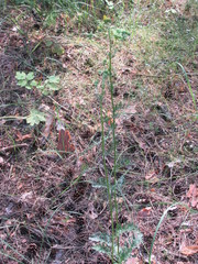 Jacobaea andrzejowskyi