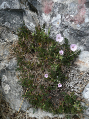 Erodium saxatile