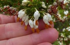 Erica intermedia albiflora