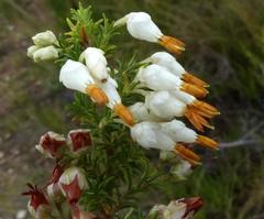 Erica intermedia albiflora