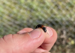 Platydracus stercorarius