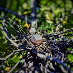 Ducula spilorrhoa