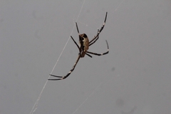 Argiope radon