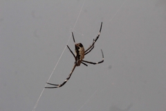 Argiope radon