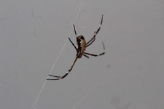 Argiope radon