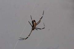 Argiope radon