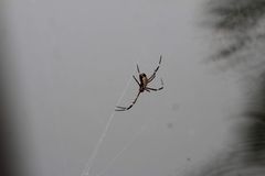 Argiope radon