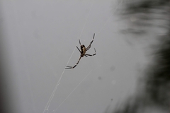 Argiope radon