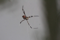 Argiope radon