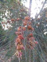 Cylindrococcus spiniferus