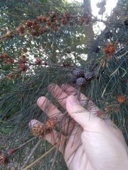 Cylindrococcus spiniferus