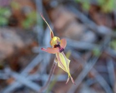 Caladenia incrassata