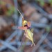 Caladenia incrassata - Photo (c) ladyrobyn, some rights reserved (CC BY-NC), uploaded by ladyrobyn