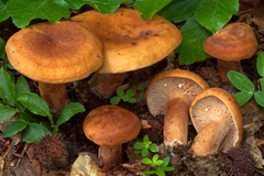 Lactarius rubrocinctus