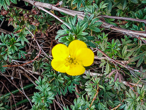 Dasiphora fruticosa iNat (2)