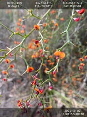Daviesia flexuosa