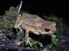 Ingerophrynus parvus