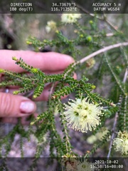 Kunzea sulphurea