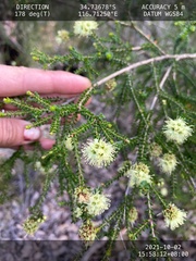 Kunzea sulphurea