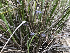 Dianella brevicaulis