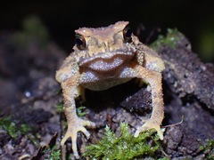 Ingerophrynus parvus