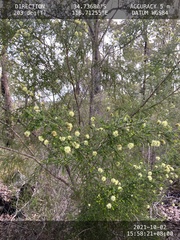 Kunzea sulphurea