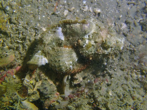 Yellowfin scorpionfish (Scorpaenopsis neglecta) — Scorpaenidae — 5
