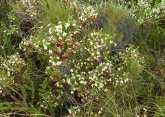 Erica intermedia albiflora