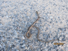 Psammophis praeornatus