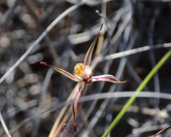 Caladenia sigmoidea