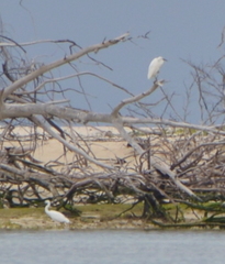 Egretta sacra albolineata