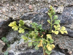 Asplenium ruta-muraria