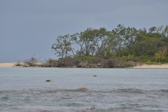 Egretta sacra albolineata